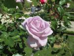 Französische La Rose Sanctif (Petit Prince)